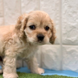 岡山県のアメリカンコッカースパニエル (犬の家＆猫の里倉敷店/2026年4月24日生まれ/男の子/バフ)の子犬の1枚目の画像