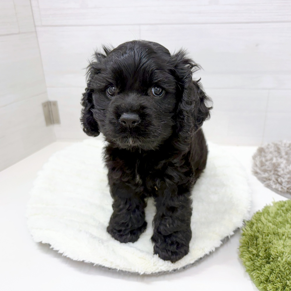石川県のアメリカンコッカースパニエル (犬の家＆猫の里アミーゴ金沢おこばた店/2026年4月24日生まれ/男の子/ブラック)の子犬の2枚目の画像
