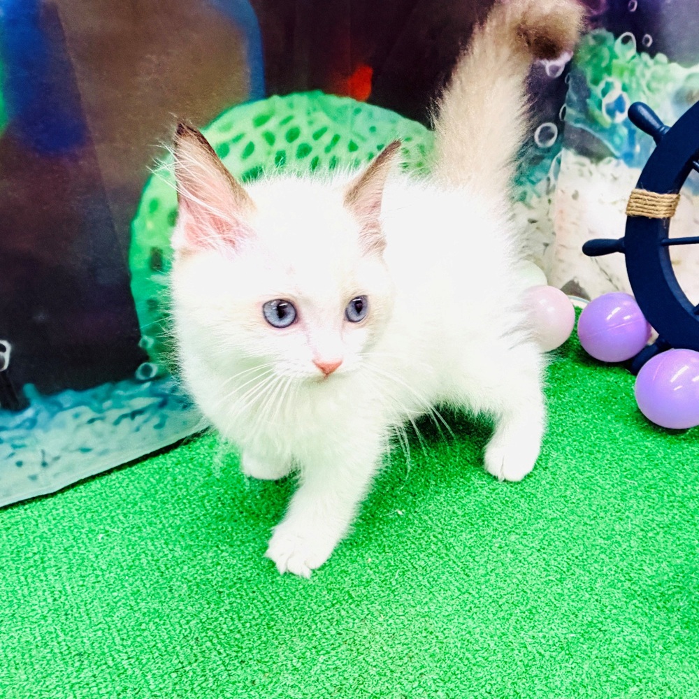愛知県のラグドール (犬の家＆猫の里名古屋天白店/2026年4月20日生まれ/男の子/シールポイントバイカラー)の子猫の2枚目の画像