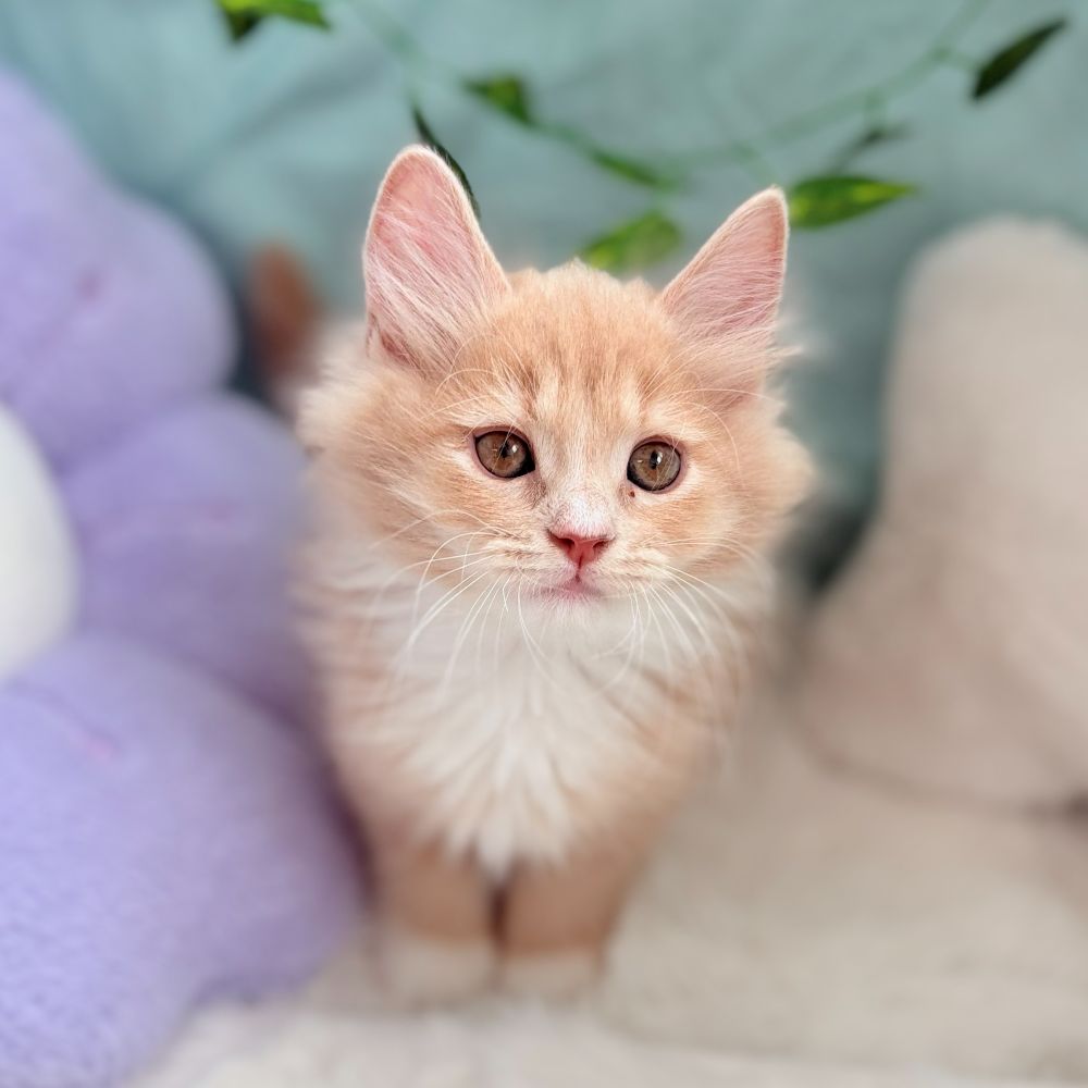 愛知県のサイベリアン (犬の家＆猫の里愛知刈谷店/2026年4月21日生まれ/男の子/クリームタビーホワイト)の子猫の2枚目の画像