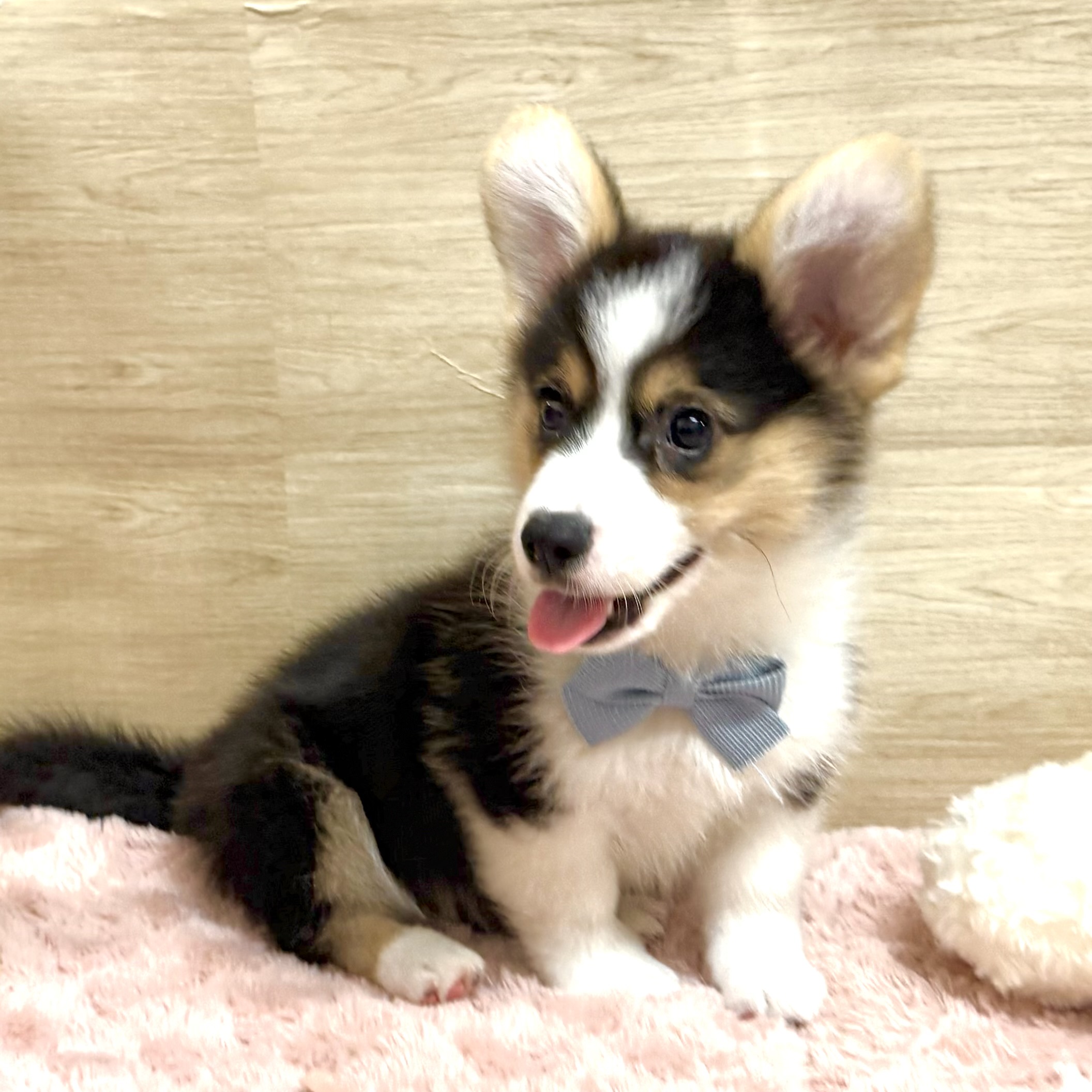 大阪府のウェルシュコーギーペンブローク (犬の家＆猫の里そよら東岸和田店/2026年4月17日生まれ/男の子/ブラックタンホワイト)の子犬の2枚目の画像