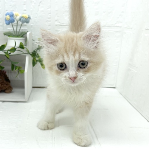 愛知県のスコティッシュフォールド (犬の家＆猫の里豊川インター店/2026年4月16日生まれ/男の子/クリームタビーホワイト)の子猫の1枚目の画像