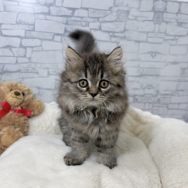 長野県のスコティッシュストレート (犬の家＆猫の里長野店/2026年4月24日生まれ/女の子/ブラウンタビー)の子猫の1枚目の画像