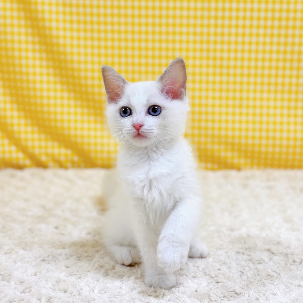 愛知県のラグドール (犬の家＆猫の里一宮店/2026年4月18日生まれ/女の子/ブルーポイントバイカラー)の子猫の2枚目の画像