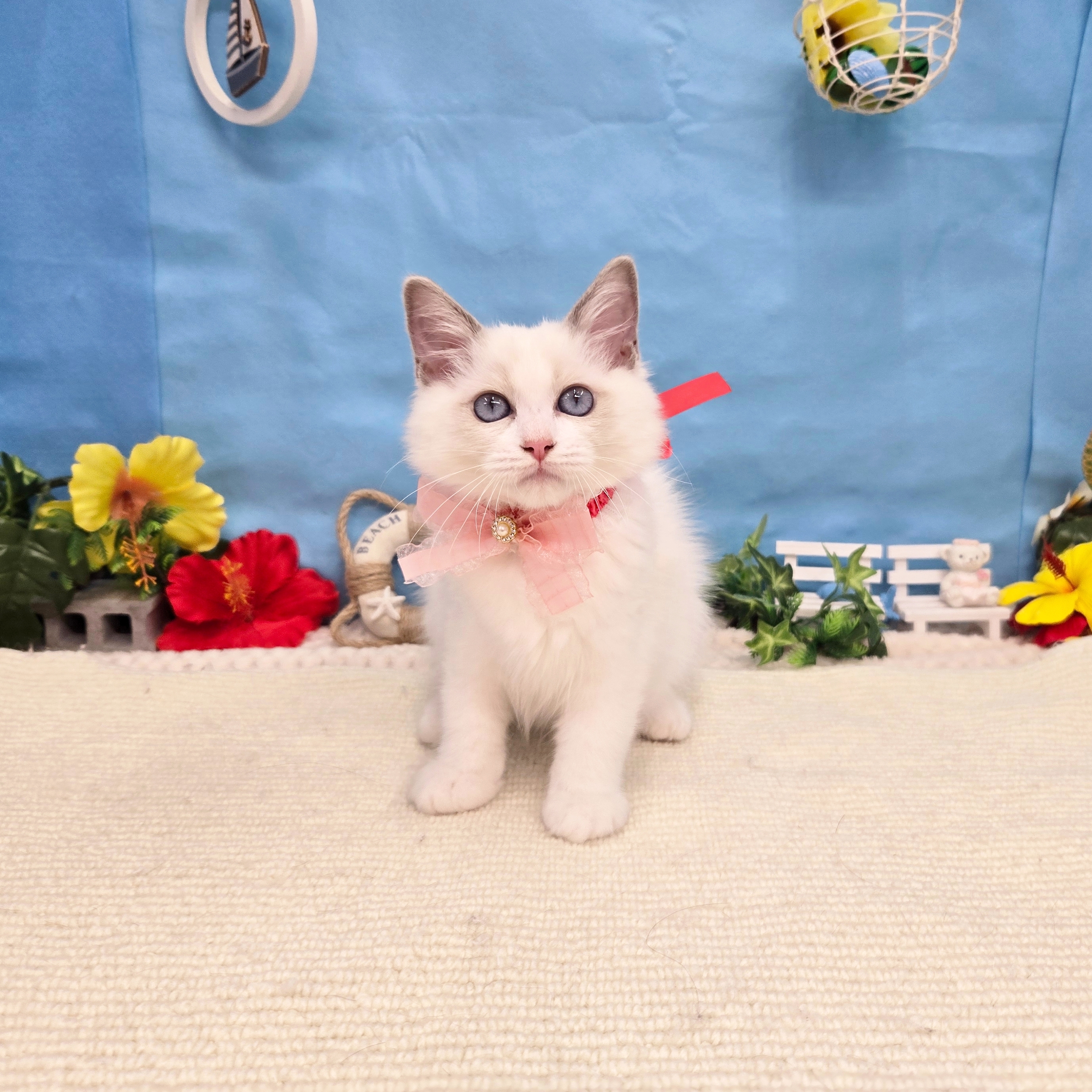 岐阜県のラグドール (犬の家＆猫の里岐南店/2026年4月18日生まれ/女の子/ブルーポイントバイカラー)の子猫の2枚目の画像