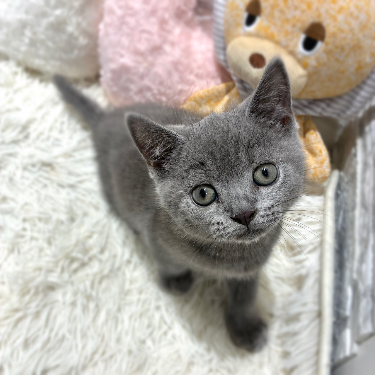 愛知県のブリティッシュショートヘアー (犬の家＆猫の里MiO香久山店/2026年4月23日生まれ/男の子/ブルー)の子猫の1枚目の画像