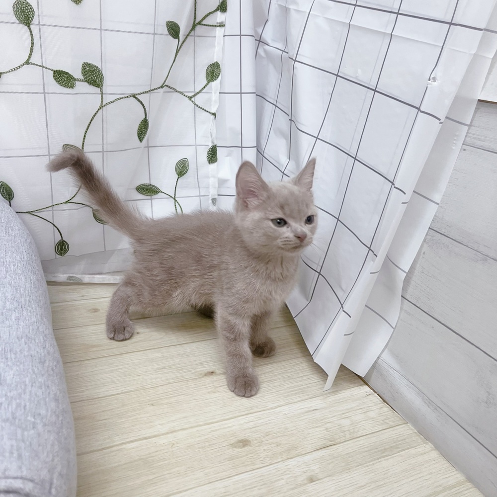 長野県のスコティッシュストレート (犬の家＆猫の里塩尻店/2026年4月24日生まれ/男の子/ライラックタビー)の子猫の2枚目の画像