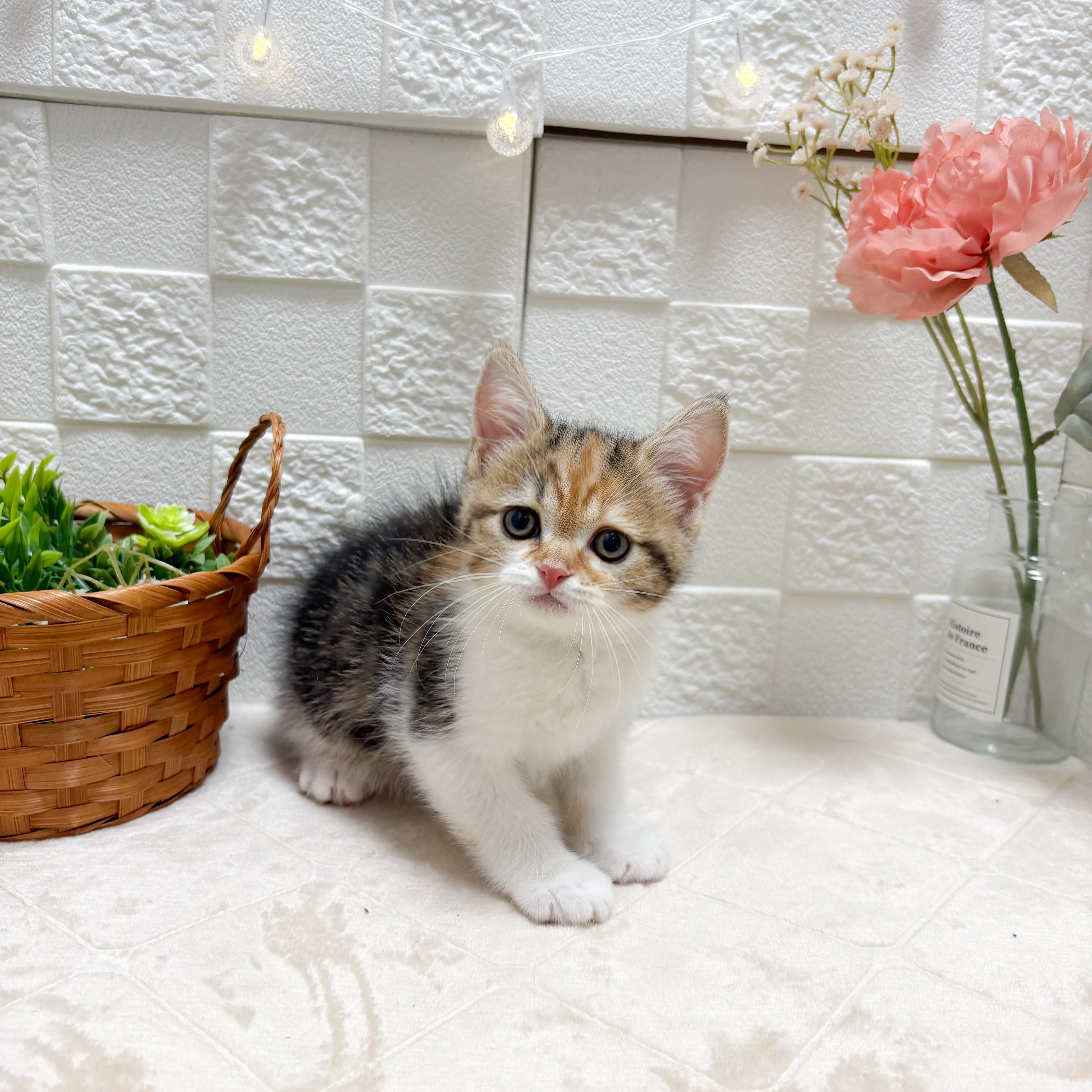 東京都のスコティッシュストレート (犬の家＆猫の里ペットフォレスト小平店/2026年4月24日生まれ/女の子/ブラウンパッチドタビーホワイト)の子猫の2枚目の画像