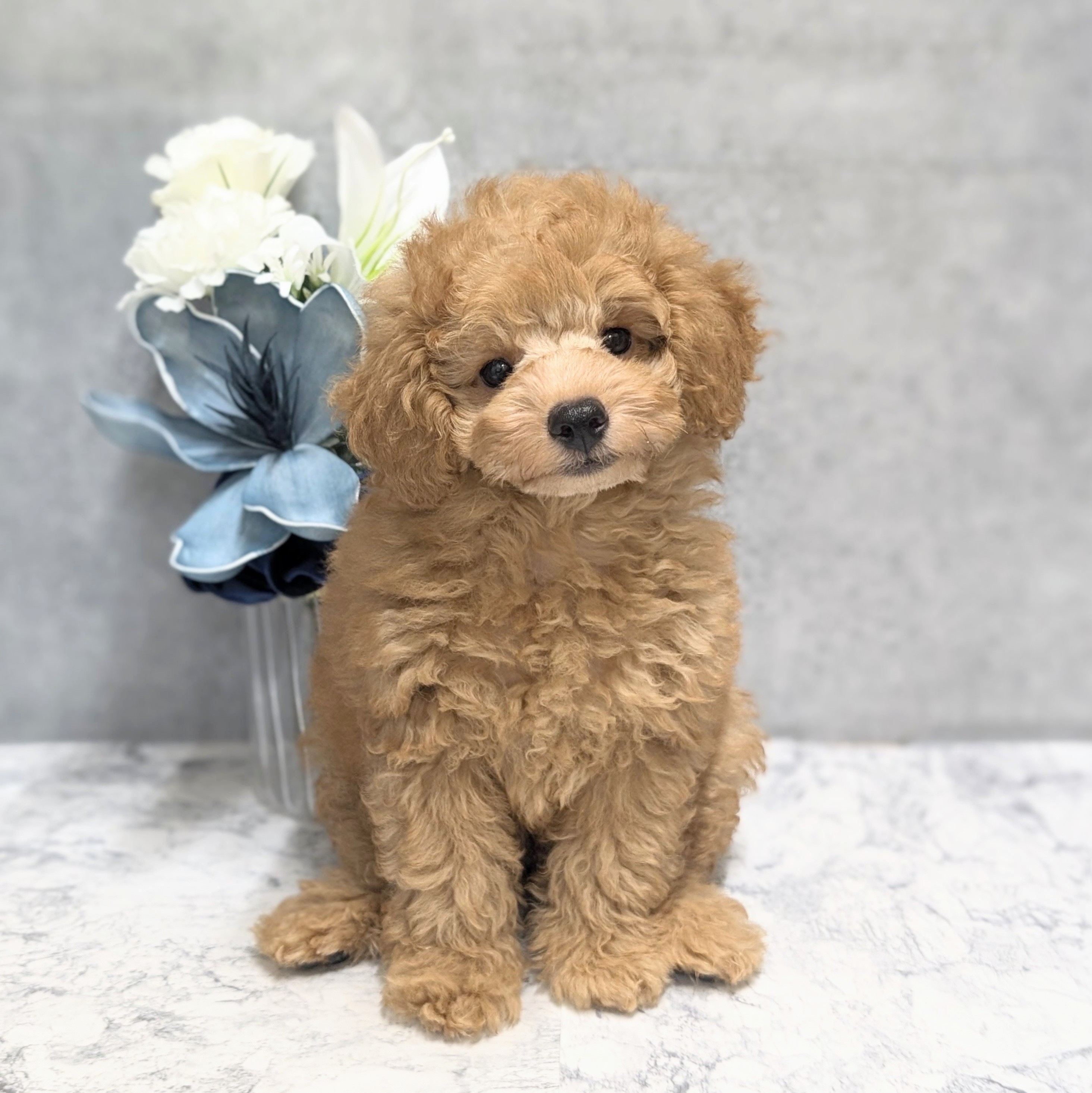 愛知県のトイプードル(トイ) (犬の家＆猫の里安城店/2026年4月22日生まれ/男の子/オレンジフォーン)の子犬の1枚目の画像