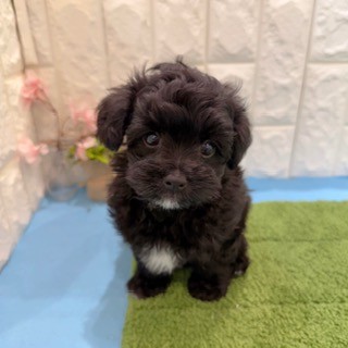 岡山県のチワプー/プーチー(チワワ×プードル) (犬の家＆猫の里倉敷店/2026年4月24日生まれ/男の子/ブラック)の子犬の1枚目の画像