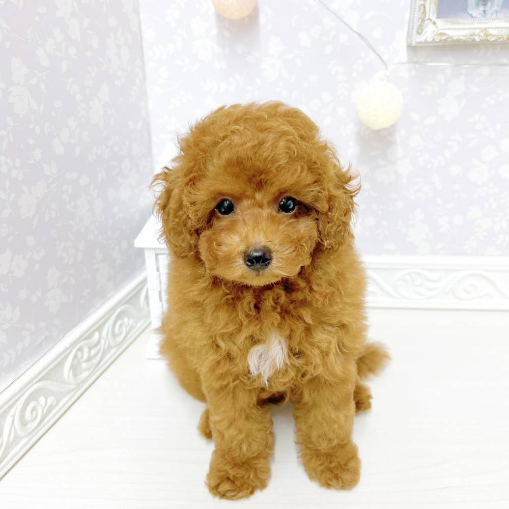 富山県のトイプードル(トイ) (犬の家＆猫の里アミーゴ山室店/2026年4月24日生まれ/男の子/レッドフォーン)の子犬の1枚目の画像