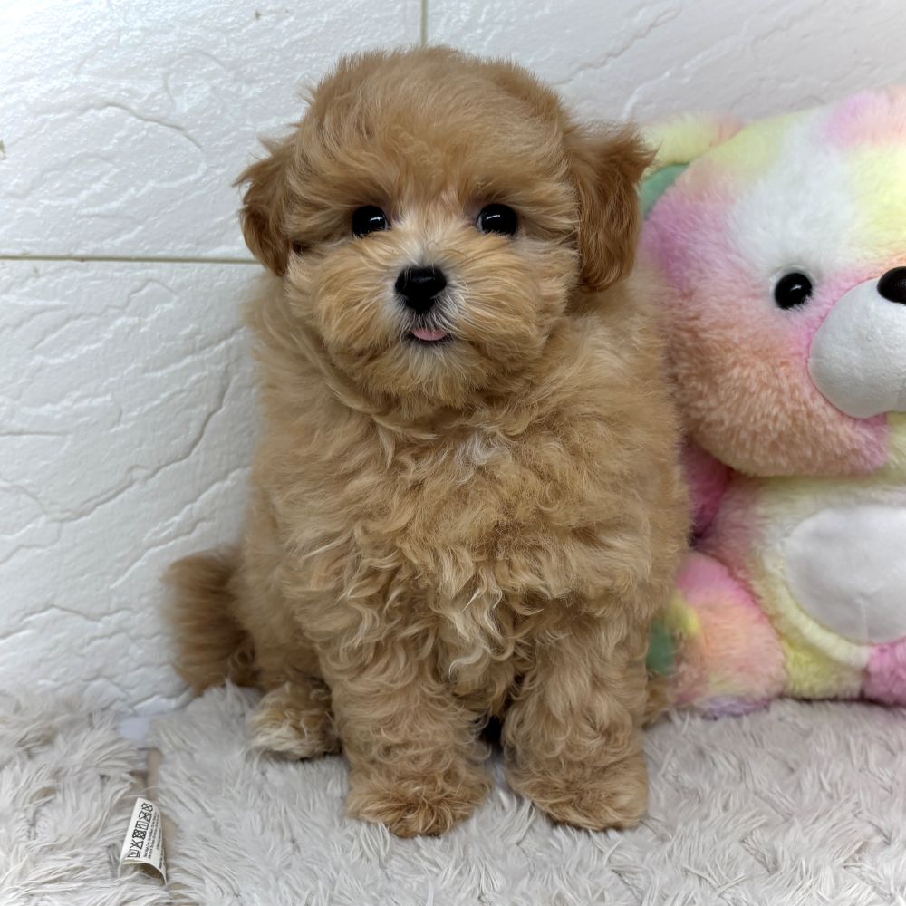 兵庫県のマルプー(マルチーズ×プードル) (犬の家＆猫の里ゆめタウン姫路店/2026年4月23日生まれ/男の子/アプリコット)の子犬の2枚目の画像