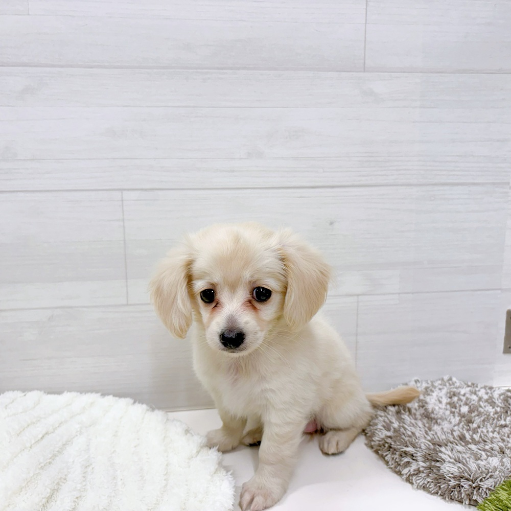 石川県のチワックス(チワワ×ダックス) (犬の家＆猫の里アミーゴ金沢おこばた店/2026年4月25日生まれ/女の子/クリーム)の子犬の2枚目の画像