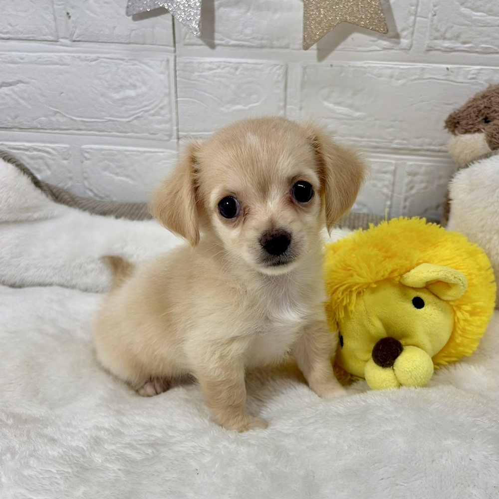 チワックス(チワワ×ダックス)(クリーム)の子犬を価格や特徴で探す
