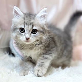 兵庫県のミヌエット (犬の家＆猫の里カナート西神戸店/2026年4月26日生まれ/女の子/ブルーパッチドタビー)の子猫の2枚目の画像