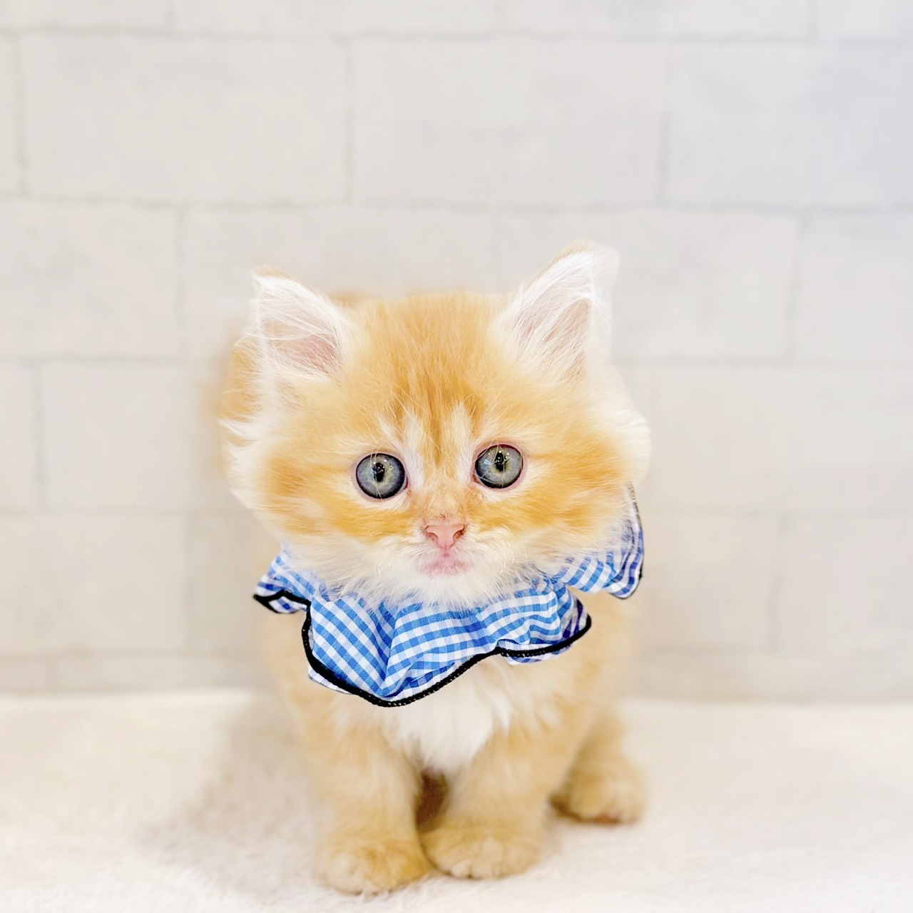 石川県のミヌエット (犬の家＆猫の里金沢店/2026年4月18日生まれ/男の子/レッドタビー)の子猫の1枚目の画像