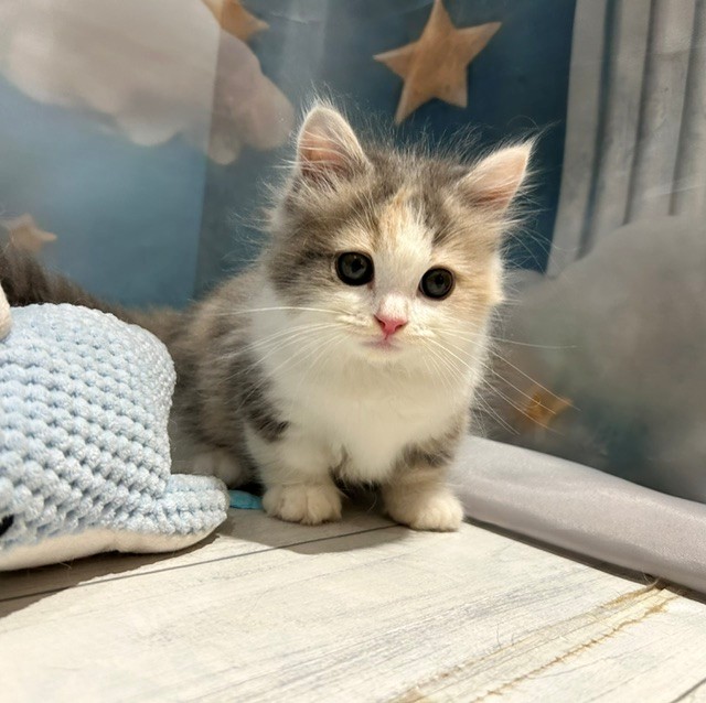 福岡県のマンチカン (犬の家＆猫の里トリアス久山店/2026年4月23日生まれ/女の子/ダイリュートキャリコ)の子猫の2枚目の画像