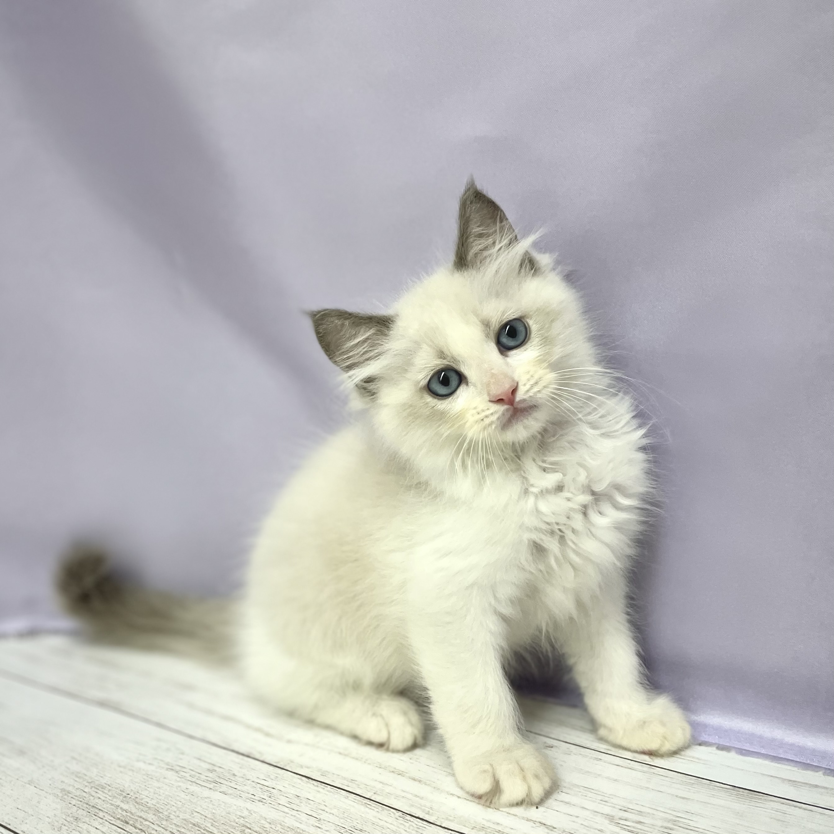 兵庫県のラグドール (犬の家＆猫の里尼崎店/2026年4月17日生まれ/男の子/ブルーポイントバイカラー)の子猫の1枚目の画像