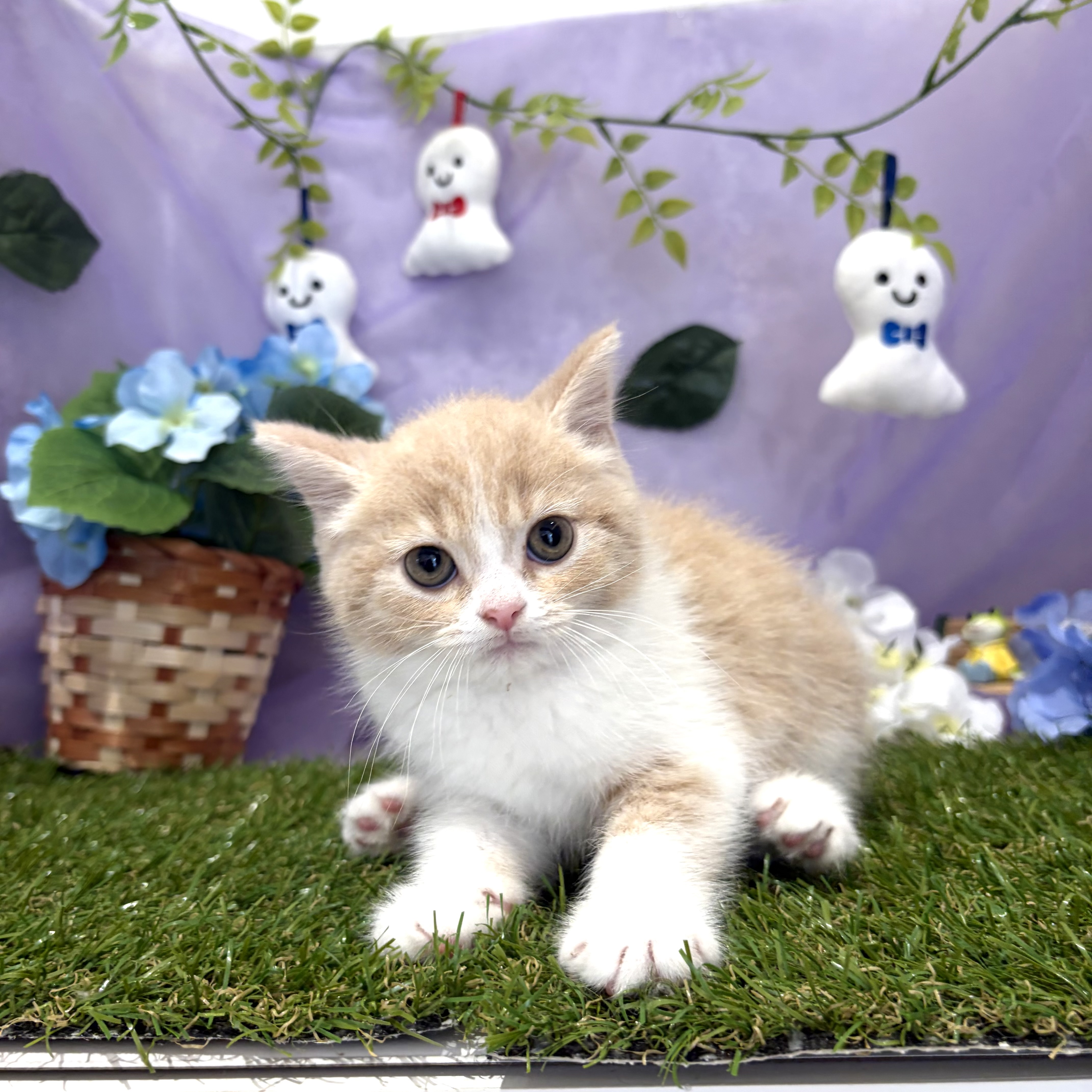 福岡県のスコティッシュフォールド (犬の家＆猫の里くりえいと宗像店/2026年4月24日生まれ/女の子/クリームタビーホワイト)の子猫の2枚目の画像