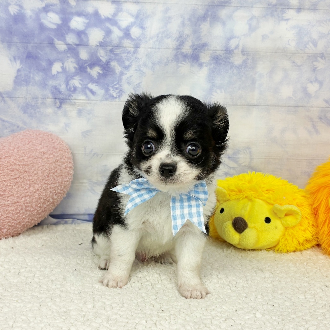 兵庫県のチワワ(ロング) (犬の家＆猫の里川西店/2026年4月24日生まれ/男の子/ブラックホワイト)の子犬の2枚目の画像