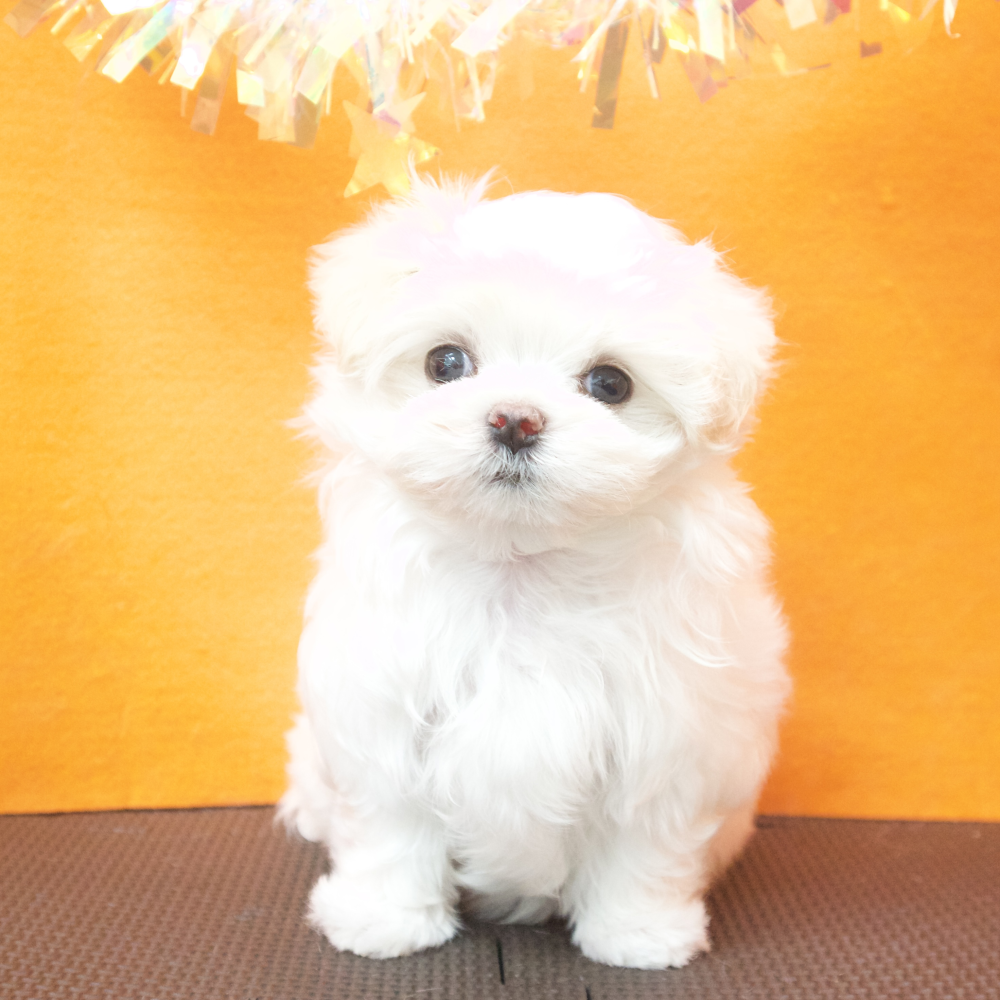 大阪府のマルチーズ (犬の家＆猫の里吹田店/2026年4月26日生まれ/女の子/ホワイト)の子犬の1枚目の画像