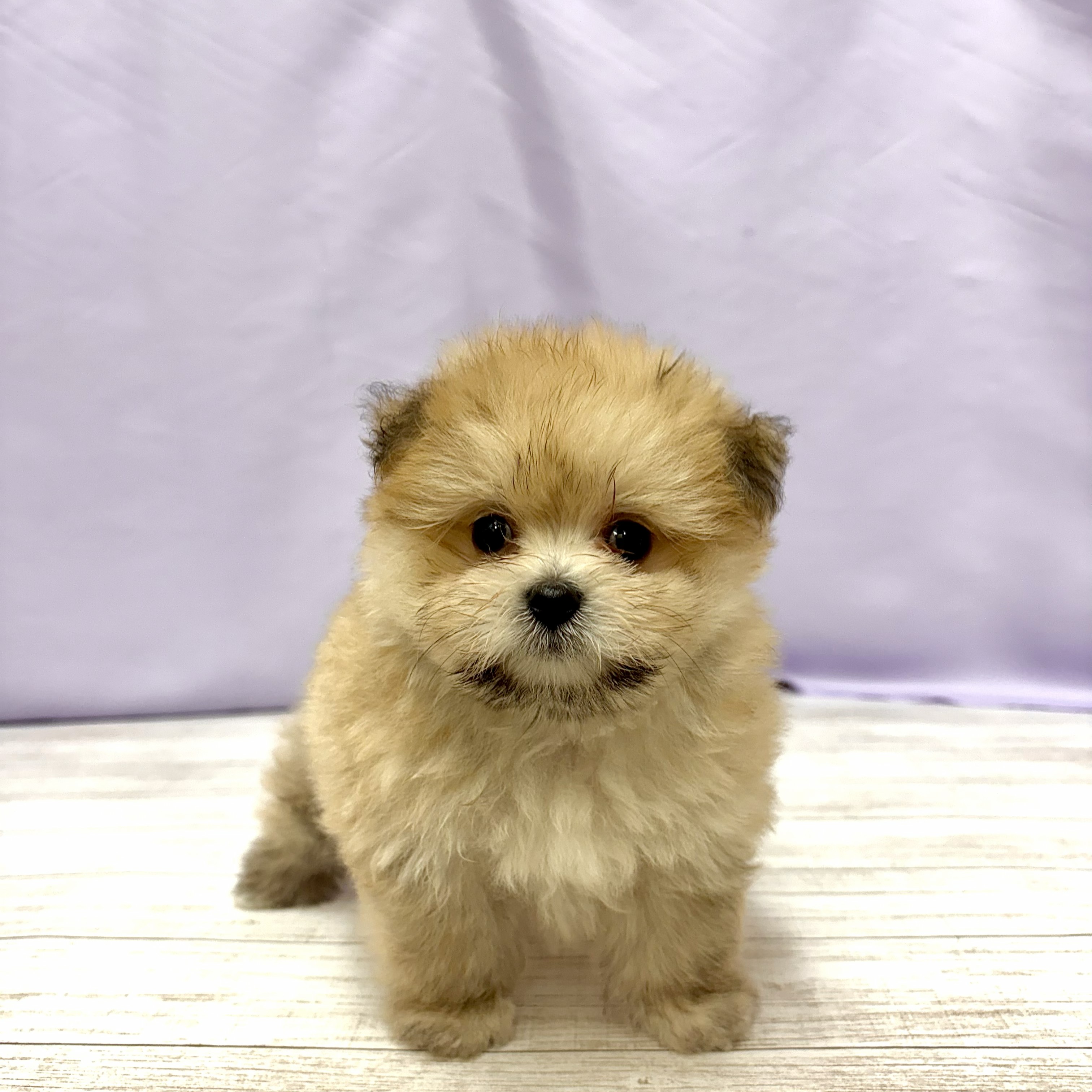 ハーフ犬女の子の写真
