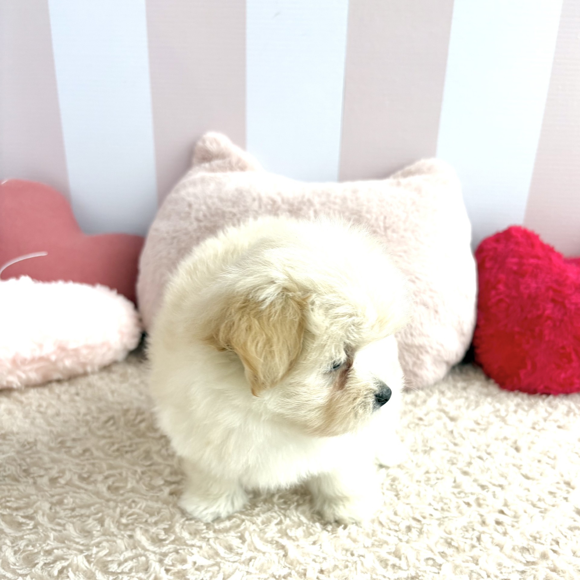 岡山県のポメマル/マルポメ(ポメラニアン×マルチーズ) (犬の家＆猫の里倉敷中庄店/2026年4月26日生まれ/女の子/フォーン)の子犬の2枚目の画像
