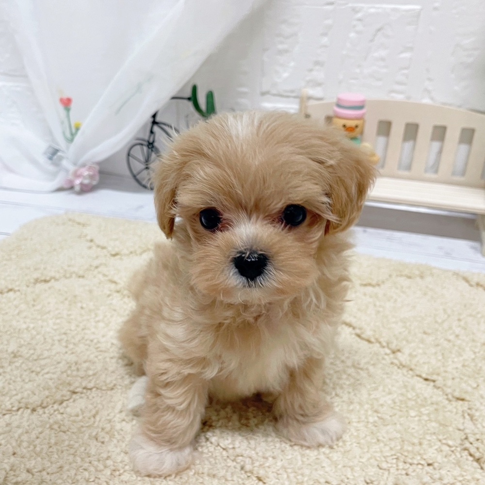 岡山県のマルプー(マルチーズ×プードル) (犬の家＆猫の里岡山店/2026年4月24日生まれ/男の子/クリーム)の子犬の2枚目の画像
