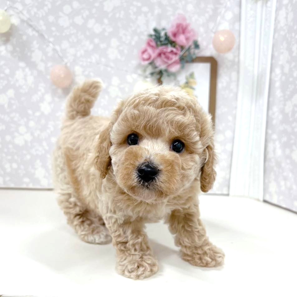 富山県のビションプー(ビションフリーゼ×プードル) (犬の家＆猫の里アミーゴ高岡蓮花寺店/2026年4月26日生まれ/男の子/アプリコット)の子犬の2枚目の画像