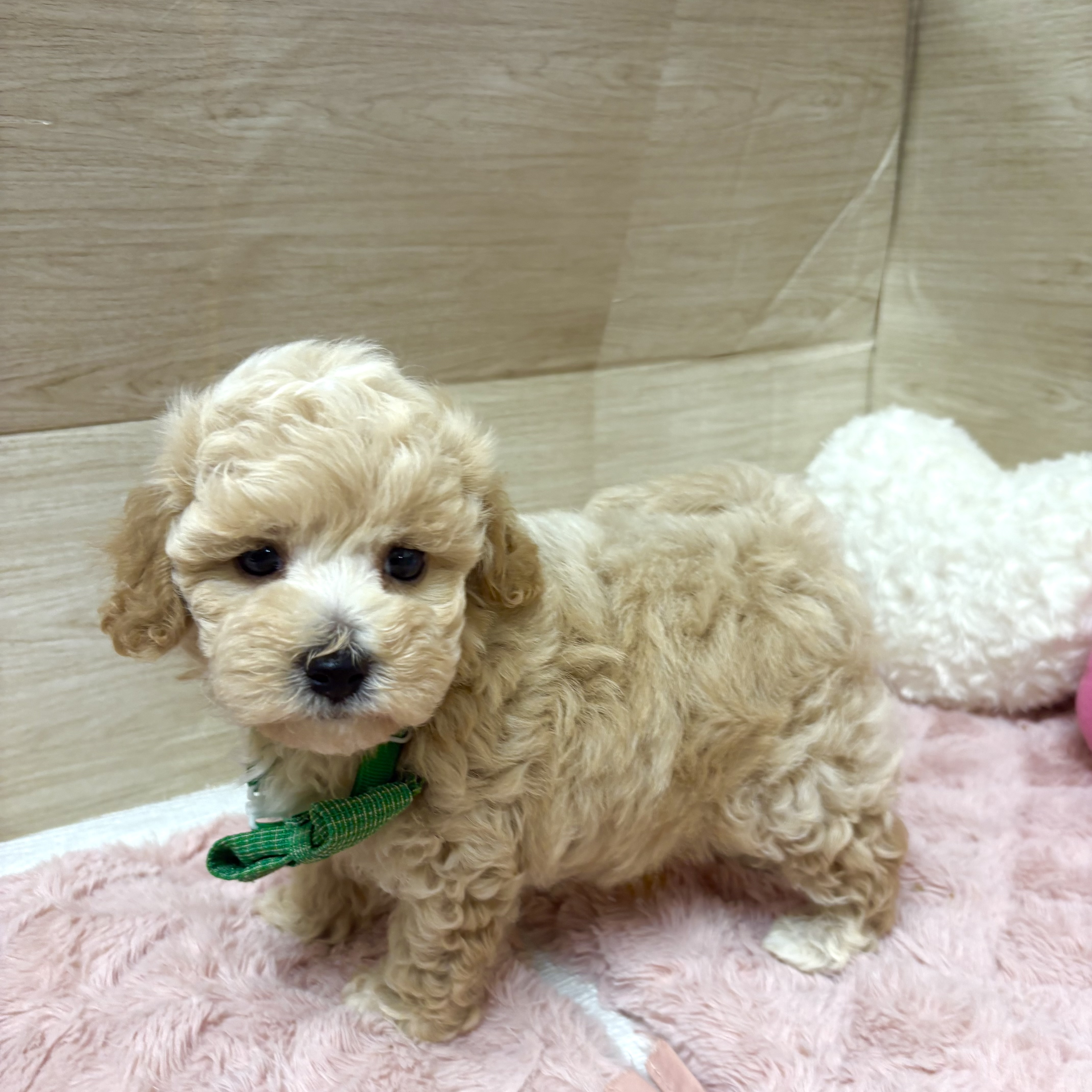 大阪府のビションプー(ビションフリーゼ×プードル) (犬の家＆猫の里そよら東岸和田店/2026年4月26日生まれ/男の子/クリーム)の子犬の2枚目の画像