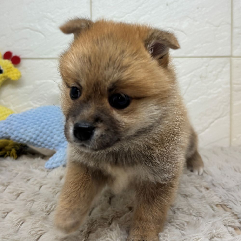 兵庫県のポメ柴/豆ポメ/ポメ豆柴(ポメラニアン×柴犬) (犬の家＆猫の里ゆめタウン姫路店/2026年4月26日生まれ/女の子/赤)の子犬の2枚目の画像