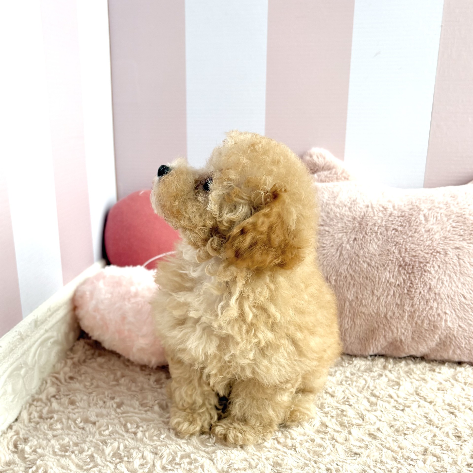 岡山県のトイプードル(トイ) (犬の家＆猫の里倉敷中庄店/2026年4月20日生まれ/男の子/オレンジフォーン)の子犬の2枚目の画像