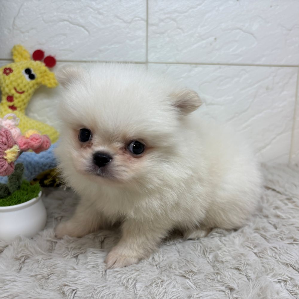 兵庫県のハーフ犬・ミックス犬 (犬の家＆猫の里ゆめタウン姫路店/2026年4月26日生まれ/男の子/クリーム)の子犬の2枚目の画像