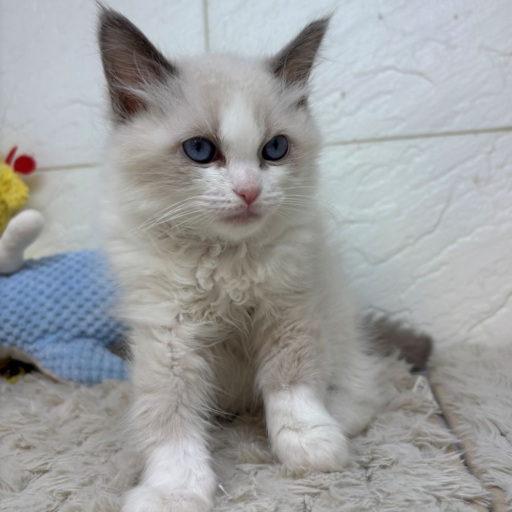 兵庫県のラグドール (犬の家＆猫の里ゆめタウン姫路店/2026年4月18日生まれ/女の子/ブルーポイントバイカラー)の子猫の2枚目の画像