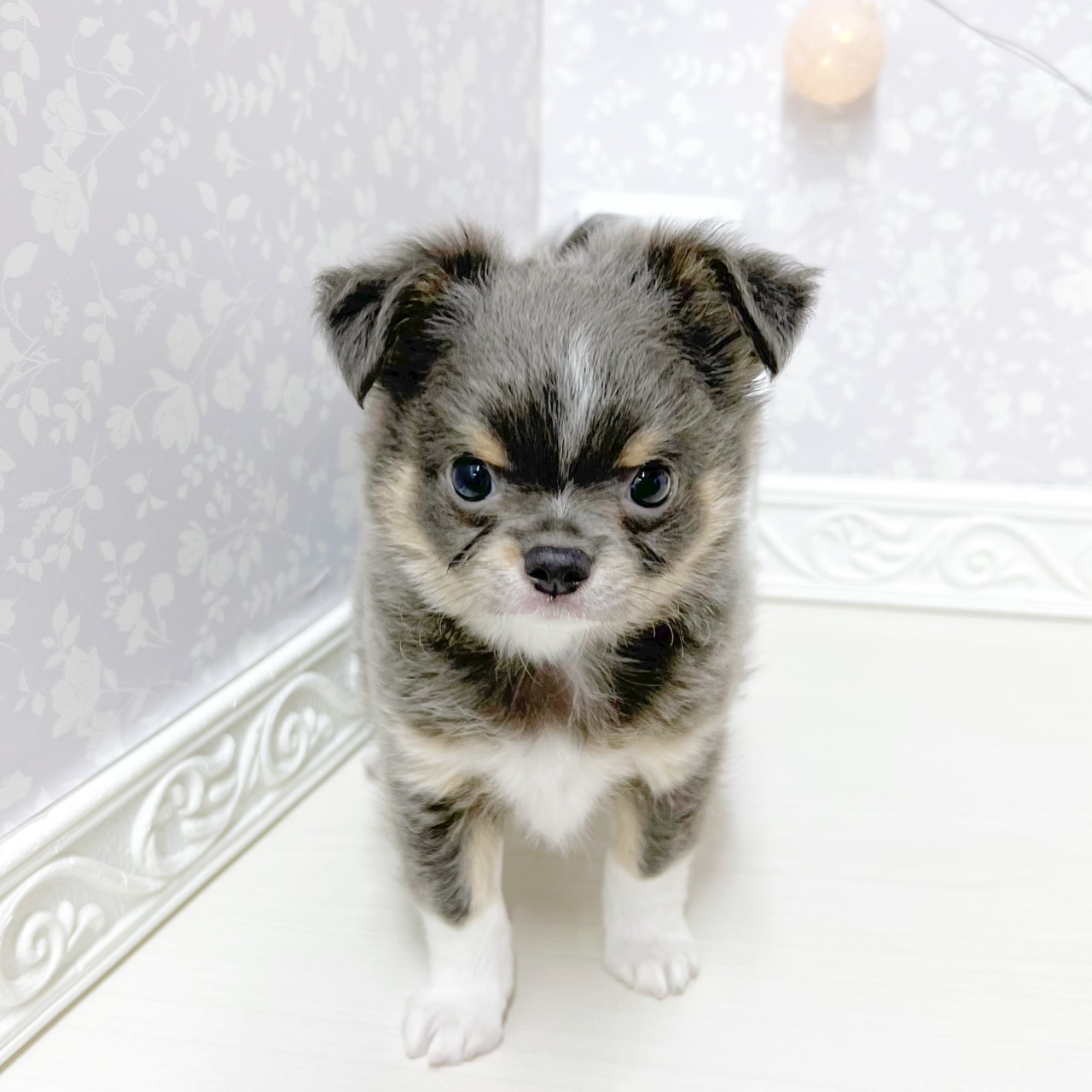 チワワ(ブルータンホワイト)の子犬を価格や特徴で探す|ペットショップ