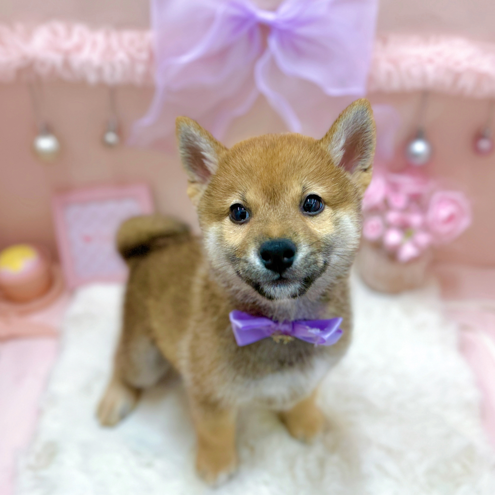 福井県の柴犬(標準サイズ) (犬の家＆猫の里アミーゴ福井大和田店/2026年4月26日生まれ/女の子/赤)の子犬の2枚目の画像