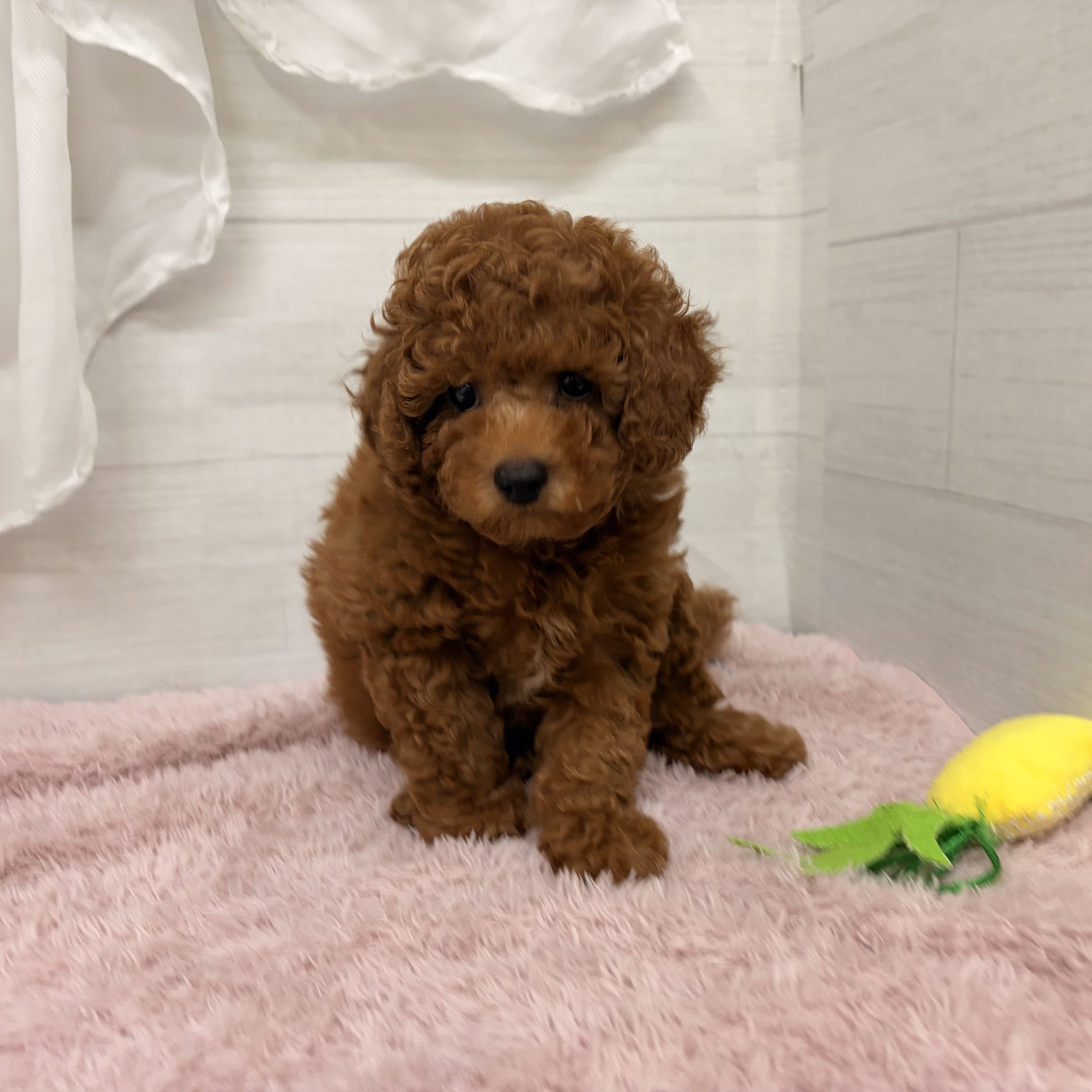 愛知県のトイプードル(トイ) (犬の家＆猫の里碧南店/2026年4月25日生まれ/男の子/レッド)の子犬の2枚目の画像