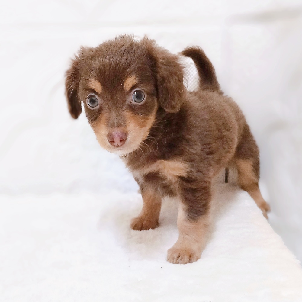 愛知県のチワックス(チワワ×ダックス) (犬の家＆猫の里岡崎店/2026年4月25日生まれ/女の子/チョコレートタン)の子犬の2枚目の画像