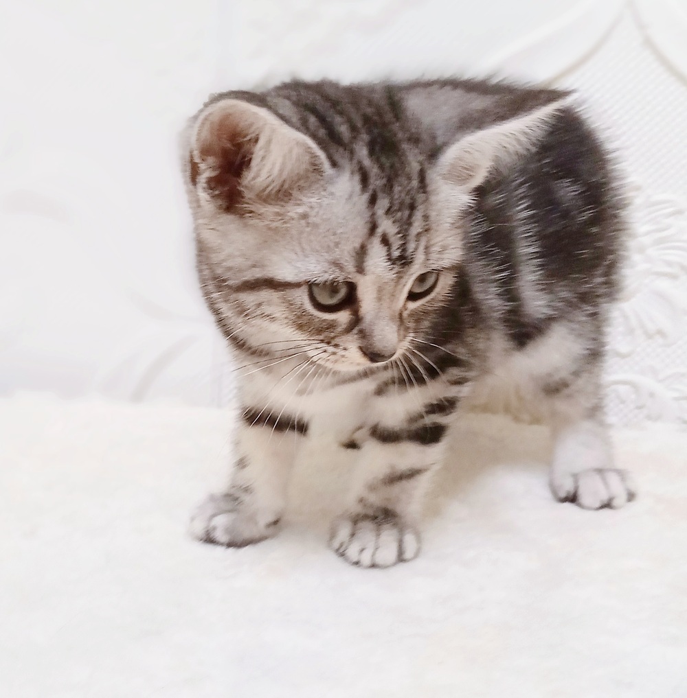 愛知県のアメリカンショートヘアー (犬の家＆猫の里岡崎店/2026年4月26日生まれ/女の子/シルバータビー)の子猫の2枚目の画像