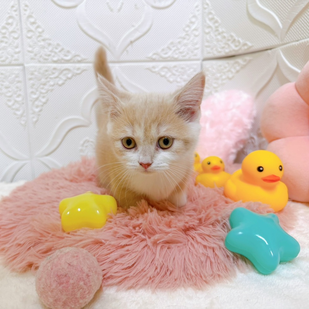 愛知県のマンチカン (犬の家＆猫の里岡崎店/2026年4月15日生まれ/女の子/クリームタビーホワイト)の子猫の1枚目の画像