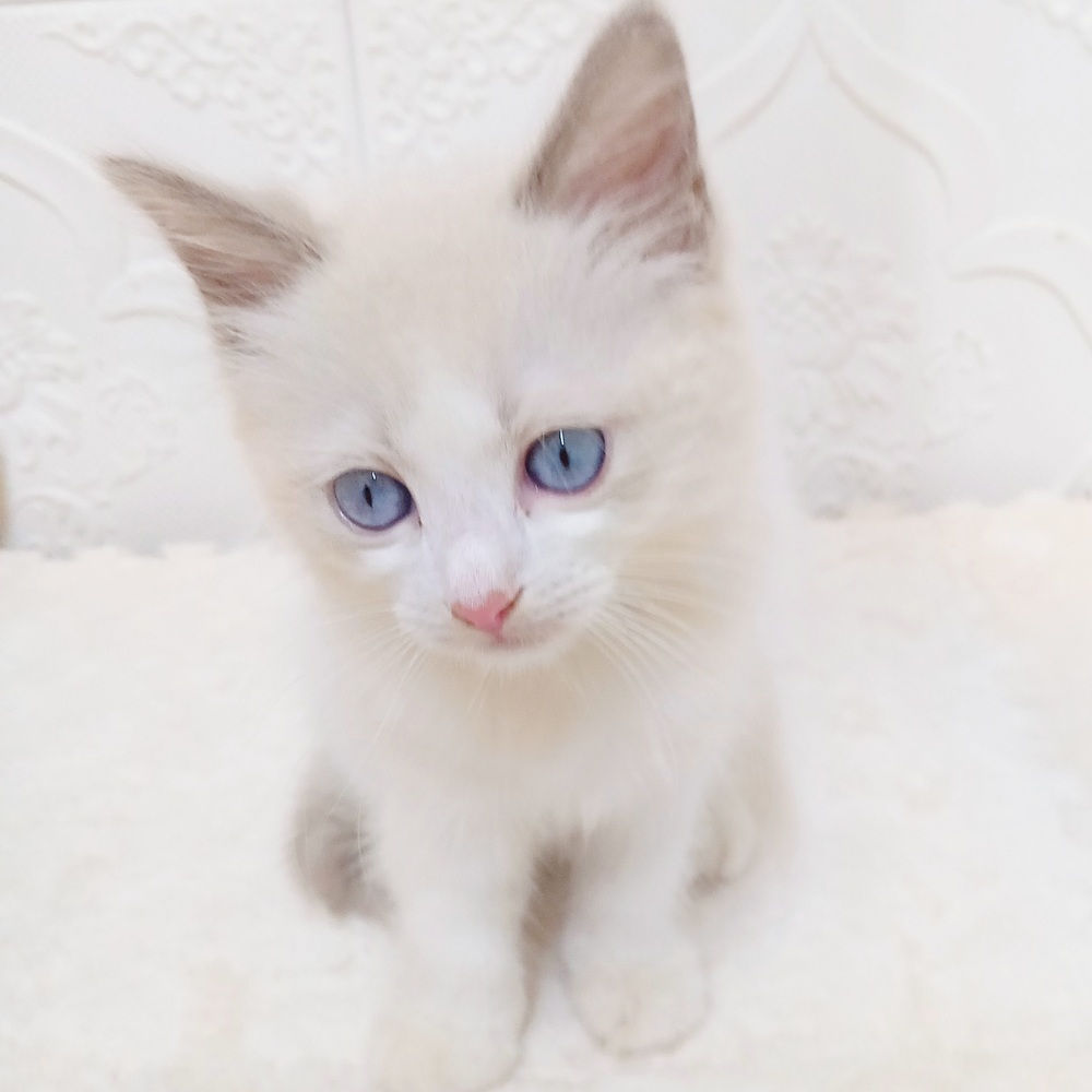 愛知県のラグドール (犬の家＆猫の里岡崎店/2026年4月25日生まれ/男の子/ブルーポイントバイカラー)の子猫の2枚目の画像