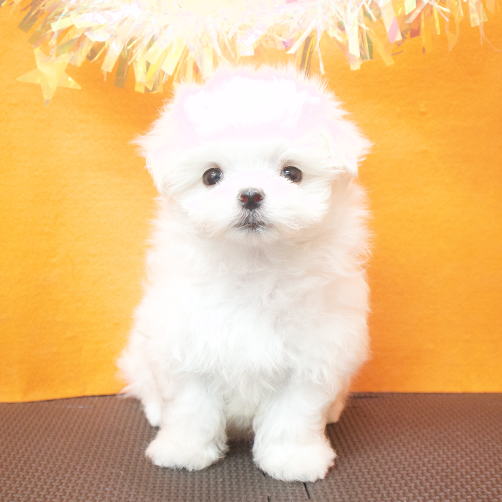 大阪府のマルチーズ (犬の家＆猫の里吹田店/2026年4月26日生まれ/女の子/ホワイト)の子犬の1枚目の画像