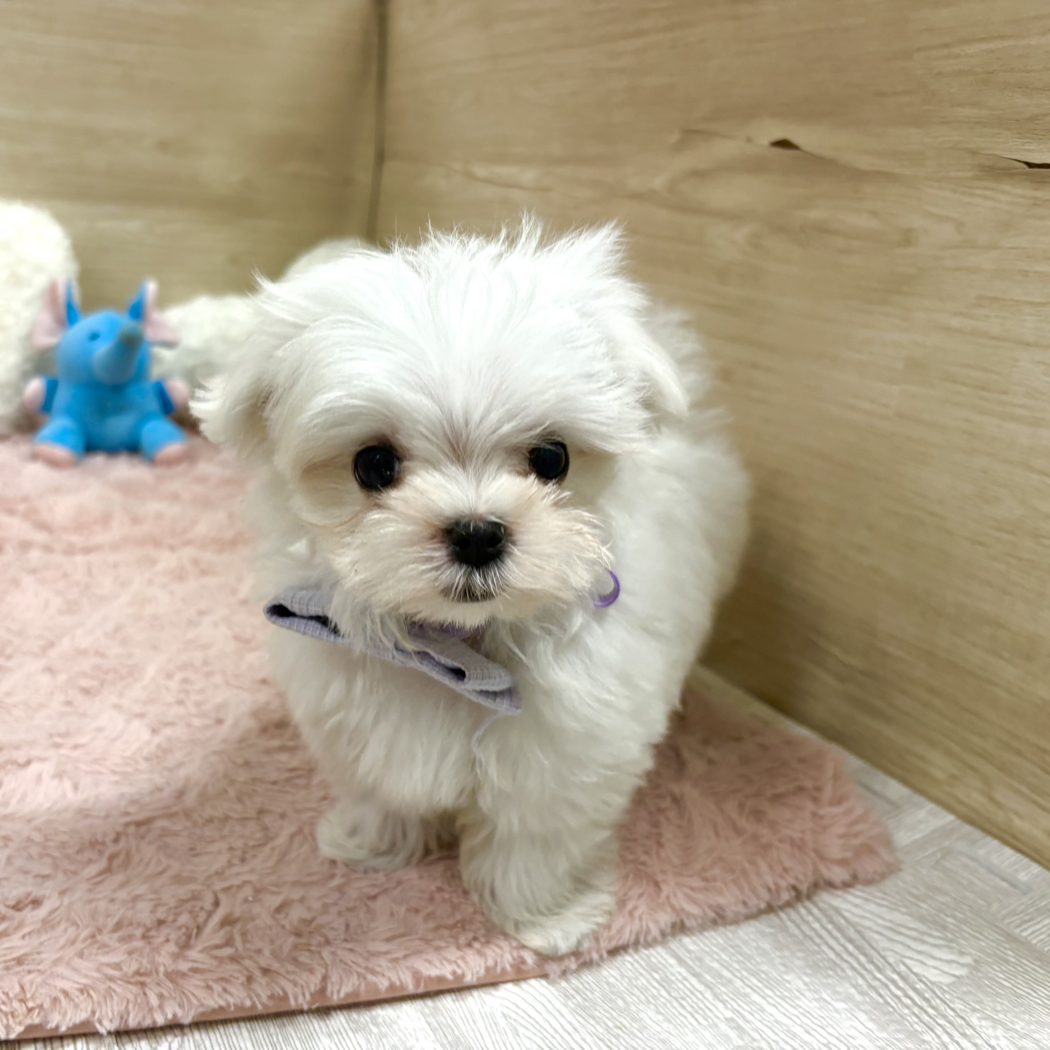 大阪府のマルチーズ (犬の家＆猫の里そよら東岸和田店/2026年4月22日生まれ/男の子/ホワイト)の子犬の2枚目の画像