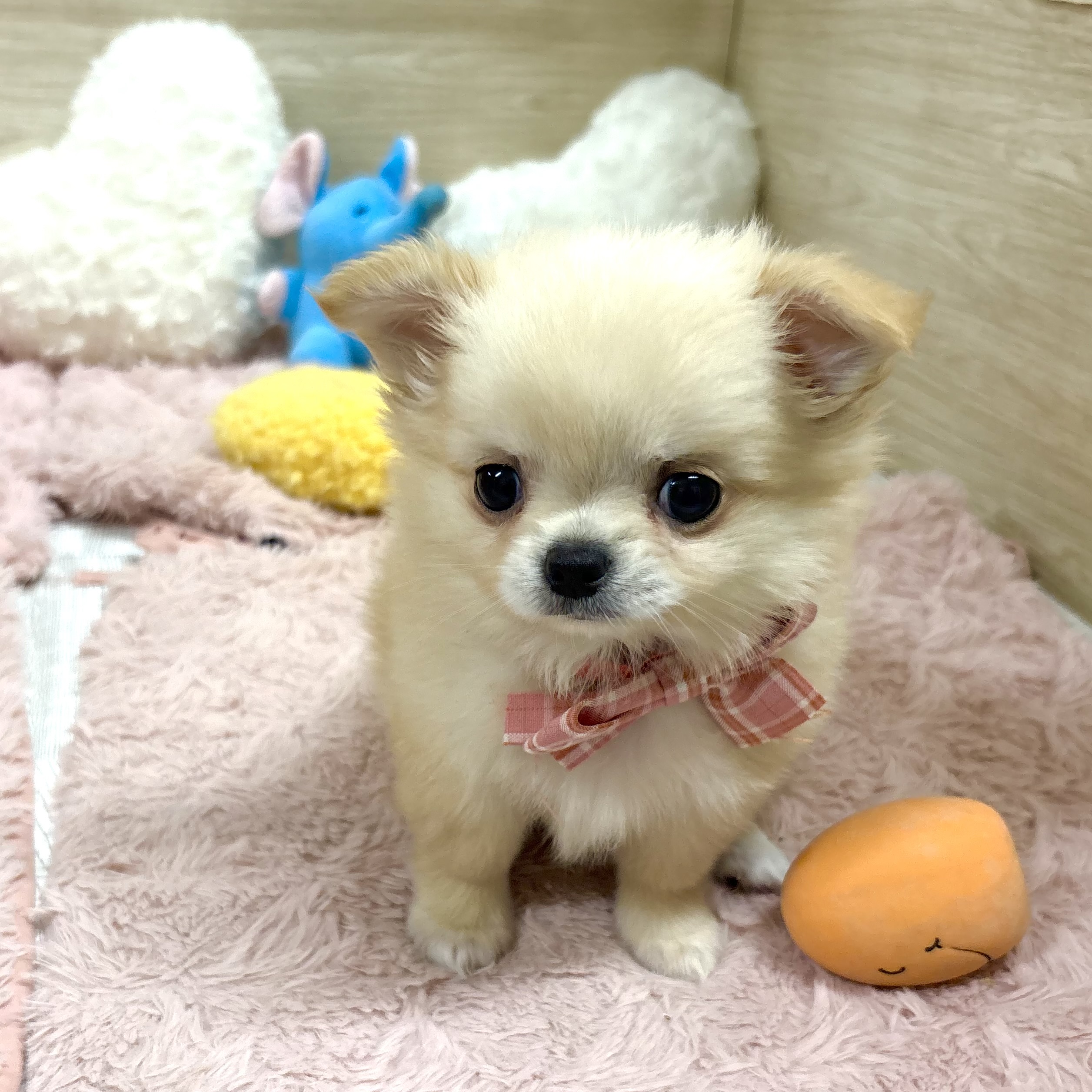 大阪府のチワワ(ロング) (犬の家＆猫の里そよら東岸和田店/2026年4月23日生まれ/女の子/クリーム)の子犬の2枚目の画像
