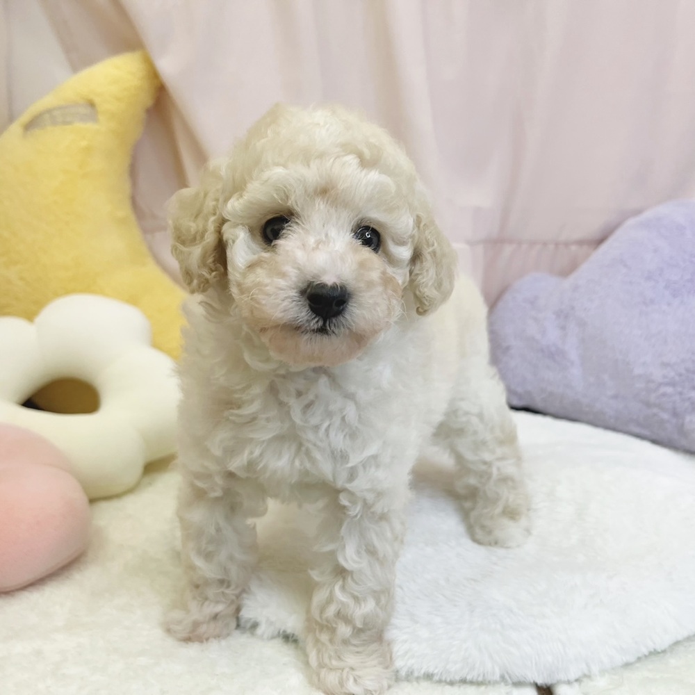 静岡県のトイプードル(トイ) (犬の家＆猫の里マークイズ静岡店/2026年4月27日生まれ/男の子/クリーム)の子犬の1枚目の画像