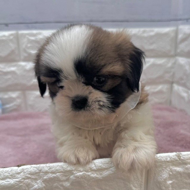 静岡県のシーズー (犬の家＆猫の里アミーゴ浜松和田店/2026年4月27日生まれ/男の子/ホワイトゴールド)の子犬の2枚目の画像