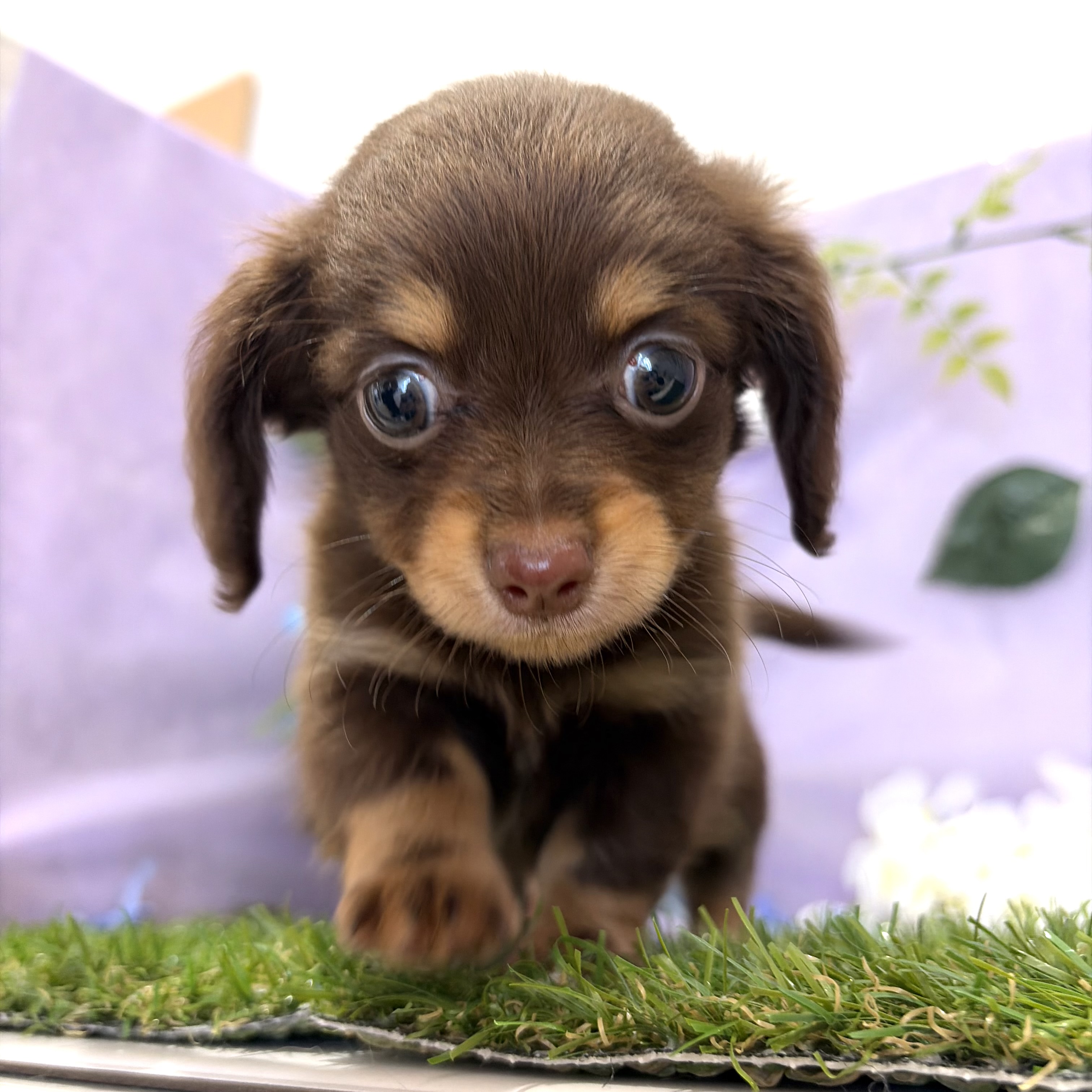 福岡県のチワックス(チワワ×ダックス) (犬の家＆猫の里くりえいと宗像店/2026年4月25日生まれ/女の子/チョコレートタン)の子犬の2枚目の画像