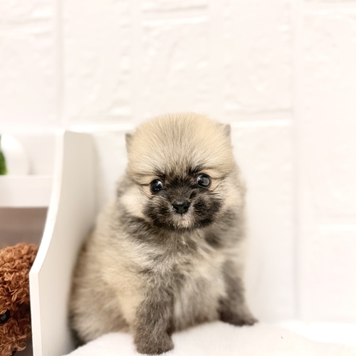 愛知県のポメラニアン (犬の家＆猫の里豊川インター店/2026年4月28日生まれ/男の子/オレンジセーブル)の子犬の1枚目の画像