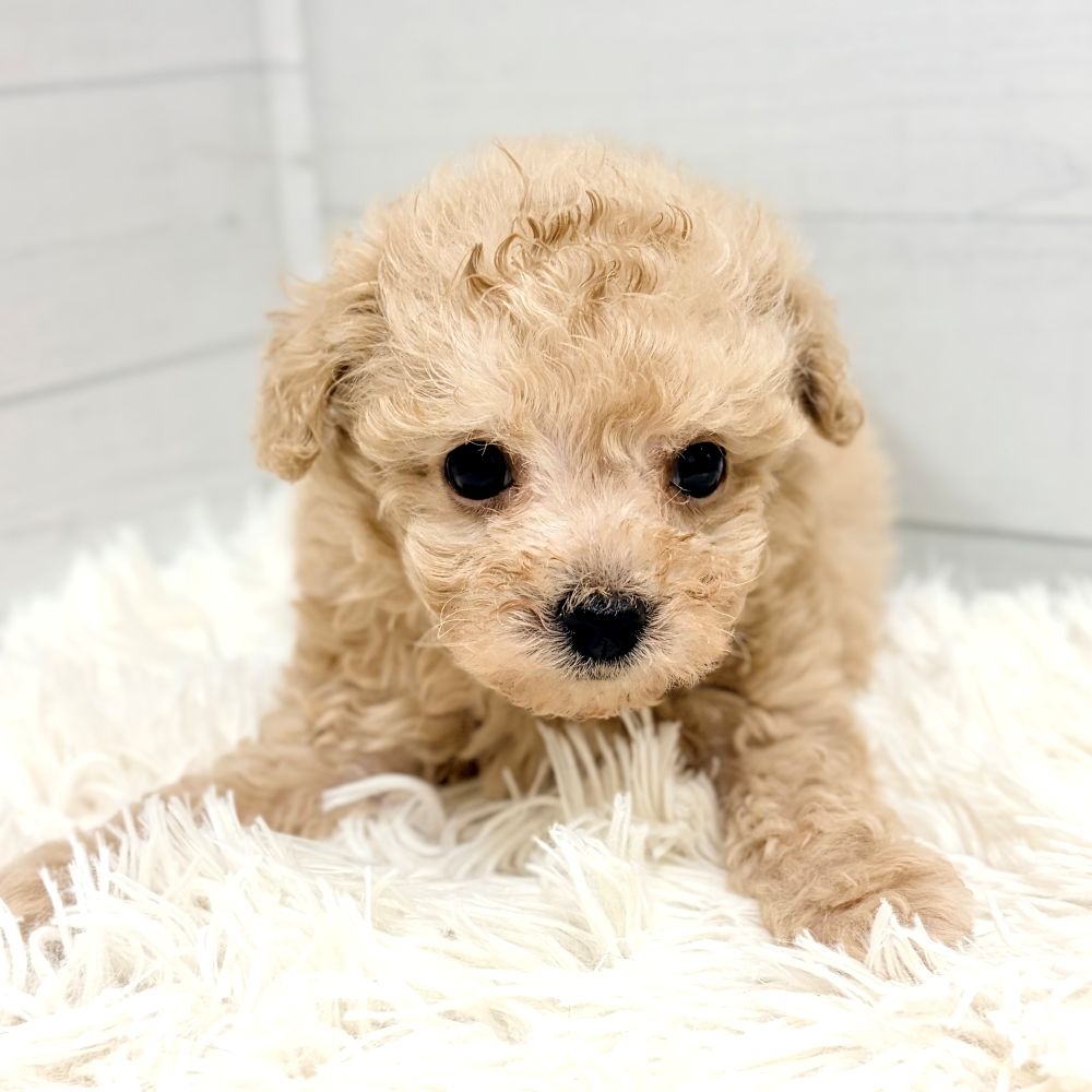 愛知県のトイプードル(タイニー) (犬の家＆猫の里豊田店/2026年4月25日生まれ/男の子/クリーム)の子犬の2枚目の画像