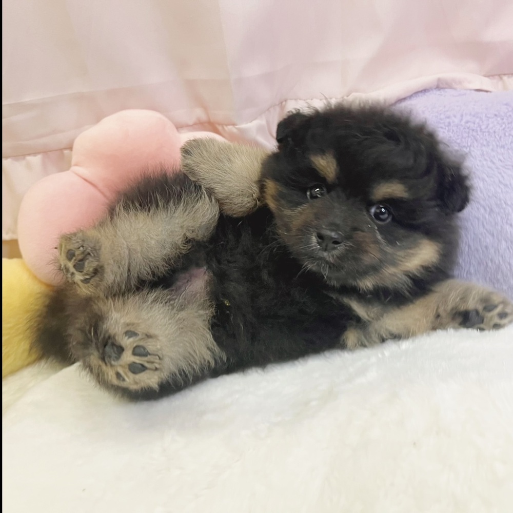 静岡県のハーフ犬・ミックス犬 (犬の家＆猫の里マークイズ静岡店/2026年4月27日生まれ/男の子/ブラックタン)の子犬の2枚目の画像